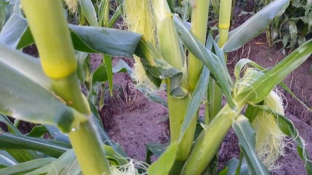 Кукурузное поле. смотреть онлайн