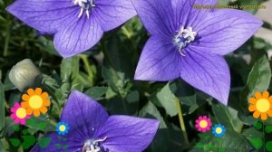 Платикодон крупноцветковый Астра блю. Краткий обзор, описание platycodon gradiflorus Astra Blue