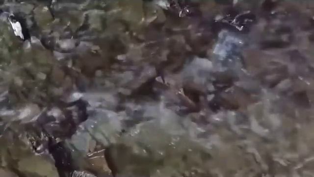 " РУЧЕЁК "- текст:Василий Шульженко. песню исп:Олег Бурлин смотреть онлайн