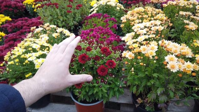 Хризантема Украина 2021 год. Какие кусты у нас получились в горшке 3 литра. Обзор! смотреть онлайн