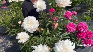 Old Lace peony. Олд Лэйс пион. Пулков сад