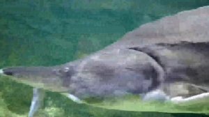 Белуга экскурсия для детей