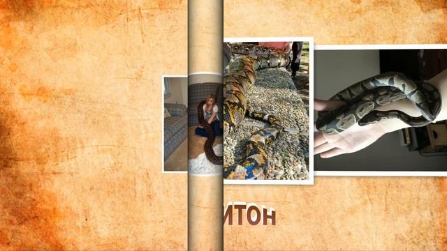 Как завести питона плюсы и минусы домашнего питомца смотреть онлайн