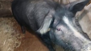 Бункерная кормушка для поросят!