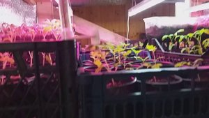 Мини теплица своими руками из поддонов.