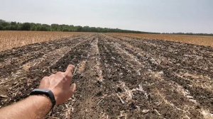 Дискование кукурузы.