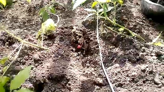 Капельницы из Китая (Aliexpress) смотреть онлайн