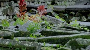 Страшные находки в джунглях, которые невозможно объяснить!