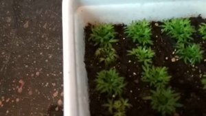 Камнеломка из черенков! Удачный эксперимент