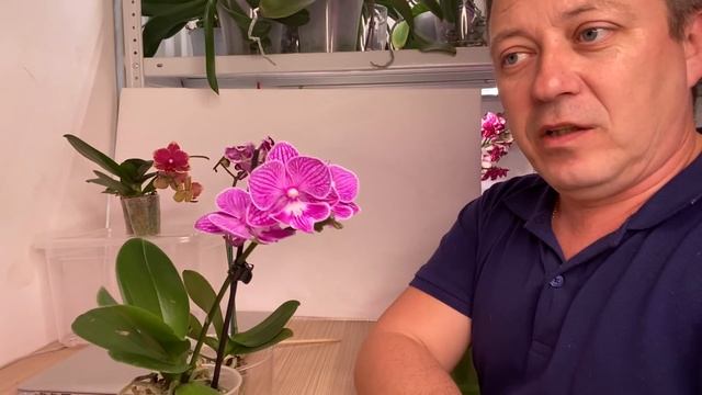 КОРНИ ОРХИДЕИ во МХЕ, полив орхидей
