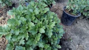 Как хранить хризантему мультифлору зимой: черенки, горшки, маточники