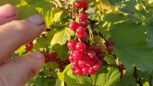 Хотите много красной смородины? Джонкер Ван Тетс