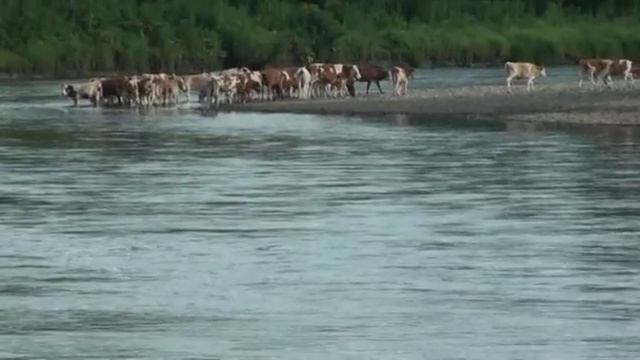 река Ануй смотреть онлайн