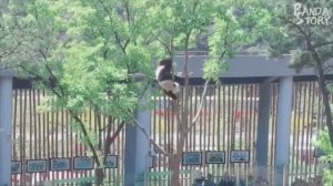 ? Panda Funny Moment Videos Compilation
