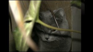 Спасибо за любовь 2006-  07 01 2020