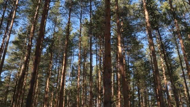 Солнечное утро в весеннем лесу. Пение птиц и шум ветра смотреть онлайн