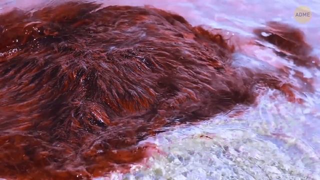 В Индии строят живые мосты из корней деревьев, которые могут служить более 500 лет смотреть онлайн