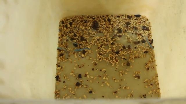 Сортировка дробленого фундука смотреть онлайн