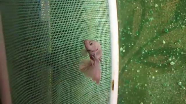 Betta splendens, петушок смотреть онлайн