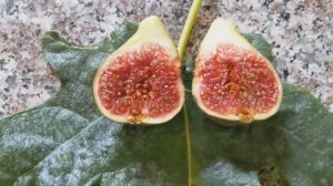 Инжир сорта Martinenka Rimada fig