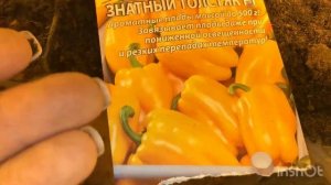 Как посеять помидоры , гибрид шихирбаз