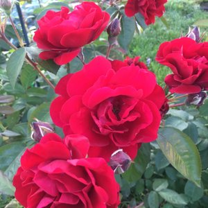 Клематис Ян Павел,плетистая Роза Фламентанц и другие прелести сада