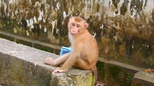 Oh, Monkey Angela is recovering really fast, she is drinking delicious milk