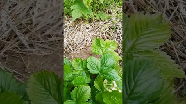 Земляника "БАРОН СОЛЕМАХЕР" //ИЗ СЕМЯН//Часть 3 смотреть онлайн