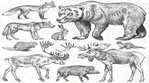 Животные: медведь, лось, кабан, рысь, волк, норка, лиса и птицы. Животные Вологодской области.