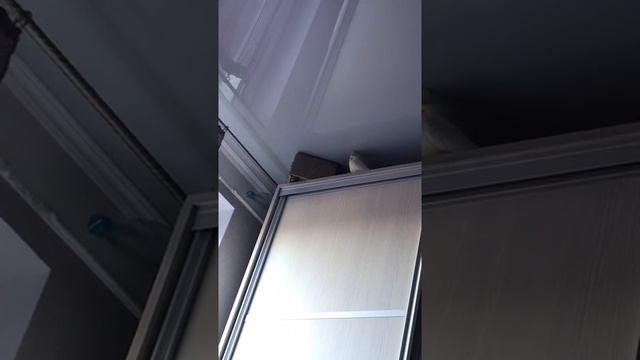 Попугаи сами сделали домик смотреть онлайн