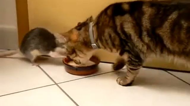Кошка против крысы ) смотреть онлайн