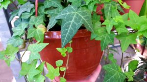 Небольшая?Уценка?Цветов в Оби?