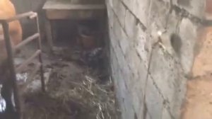 сарай для быков