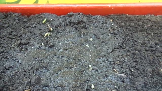 КАК СОХРАНИТЬ НЕЖНЫЕ ВСХОДЫ ПЕРЦА? Ольга Чернова. смотреть онлайн