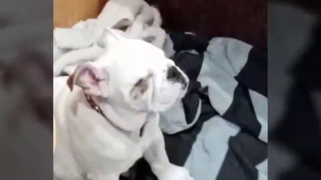 Туся английский бульдог смотреть онлайн