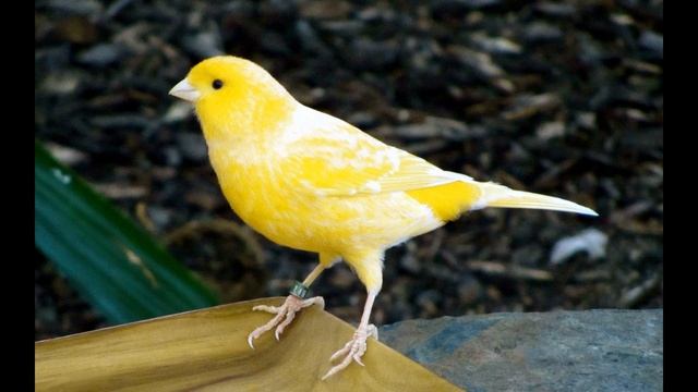 Кенар роллер тройник ПЕСНЯ ИЗ ПЕНИЯ ЛЯГУШЕК 1-10-1 СБОРНИК смотреть онлайн