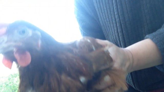 Подселение кур. Старые и новые куры вместе. Мир и согласие.