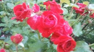 Две розы в цветнике прекрасно держат затяжные дожди!