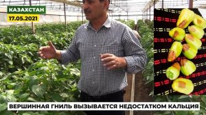 56 день от высадки. Перец Фламинго в весеннем обороте. Продолжаем сборы перца