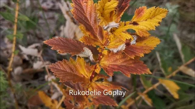 РАСТЕНИЯ ПРИРОДА Прогулка по лесу цветы листья релаксация рукоделие гоуплей смотреть онлайн