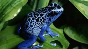 Класс Земноводные. Внешнее строение пресноводной лягушки.AVI