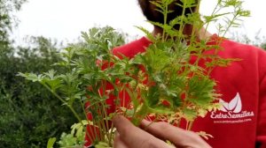 Cultivando plantas de Artemisia annua (Ajenjo dulce)