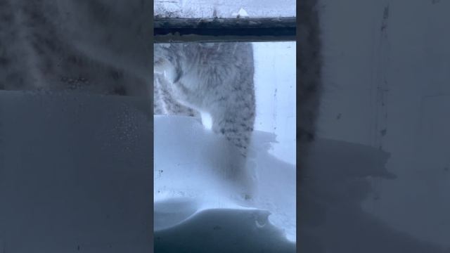 На Камчатке сняли видео с любопытным рысенком, заглянувшим в окно избушки