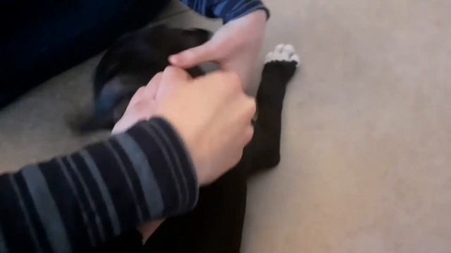 Щенок амстаффа впервые вышел на улицу.