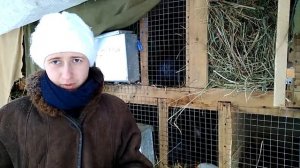 Размножение кроликов зимой на улице