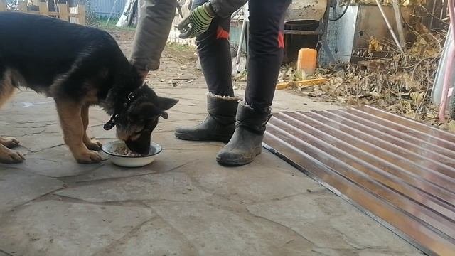 Взяли щенка на воспитание #2