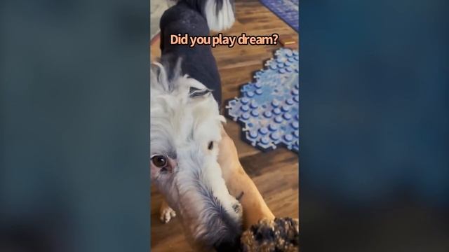 Bunny is A Mood | What About Bunny смотреть онлайн