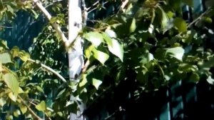 Берёза!!!  Лекарственные свойства берёзовых листьев.