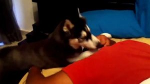 Собаки будят хозяев