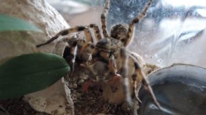 Южнорусский тарантул и майский жук.